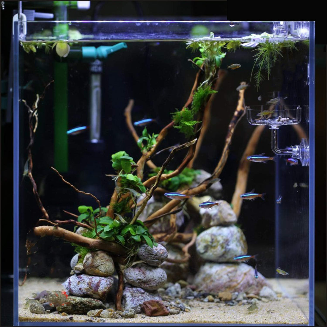 Aquarium Shrimp/Small Fish Feeding Dish Feeder Dish, Acrylic Material