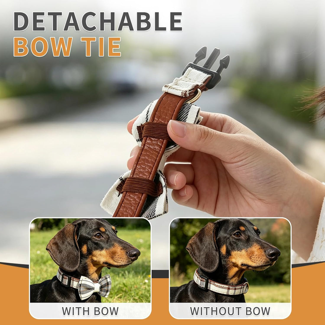Dachshund Collar with Detachable Bow Tie