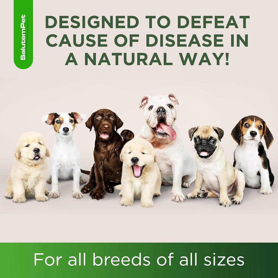 Dog Antibiotics for Infections, Cough, & Itching