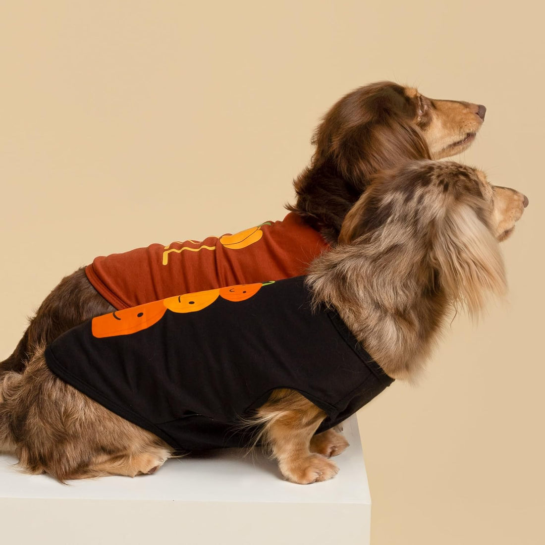 Fitwarm Thanksgiving Triple Pumpkins Dog Shirt
