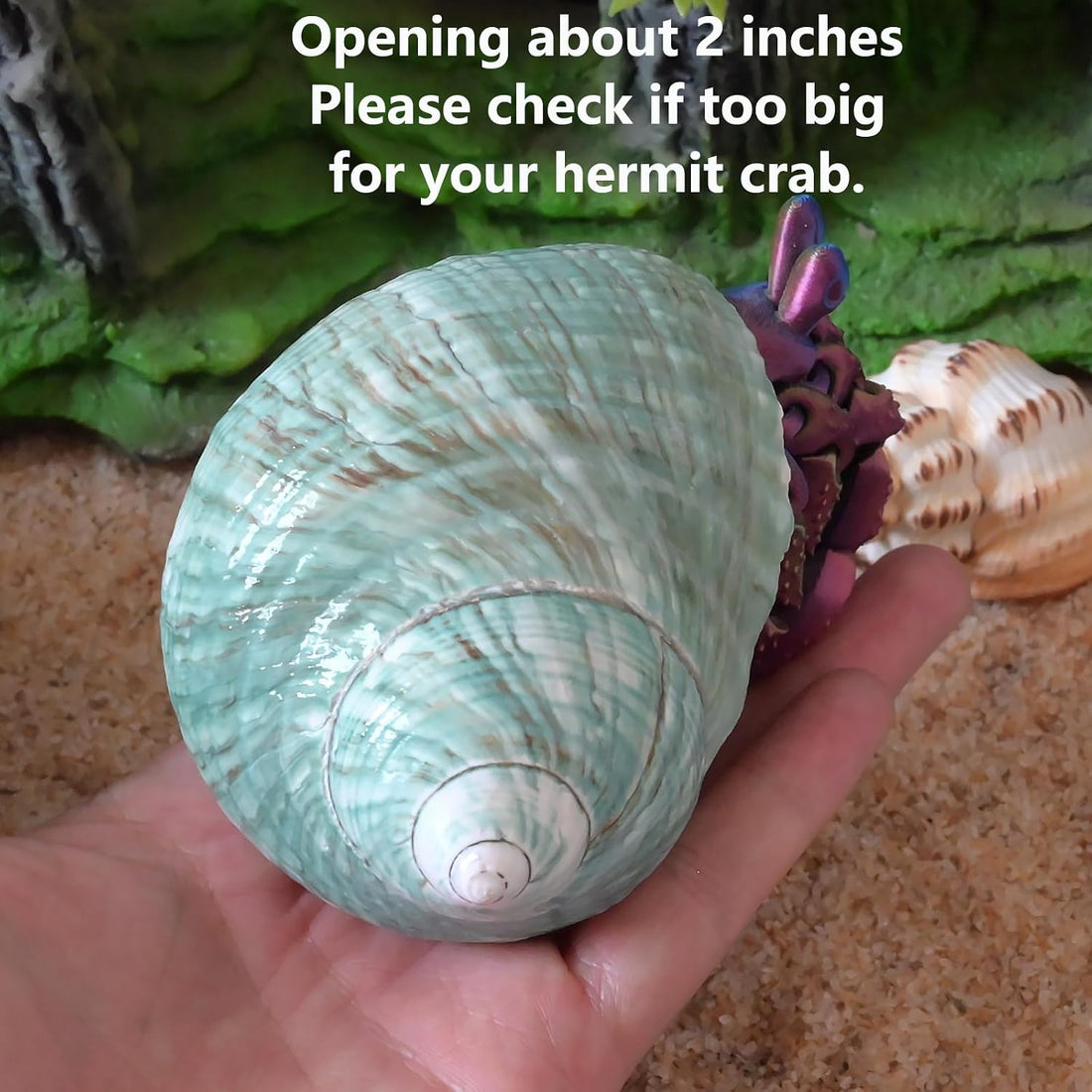 2pcs Large Hermit Crab Shells, Turbo Seashell, Teal Green Conch, L+XL
