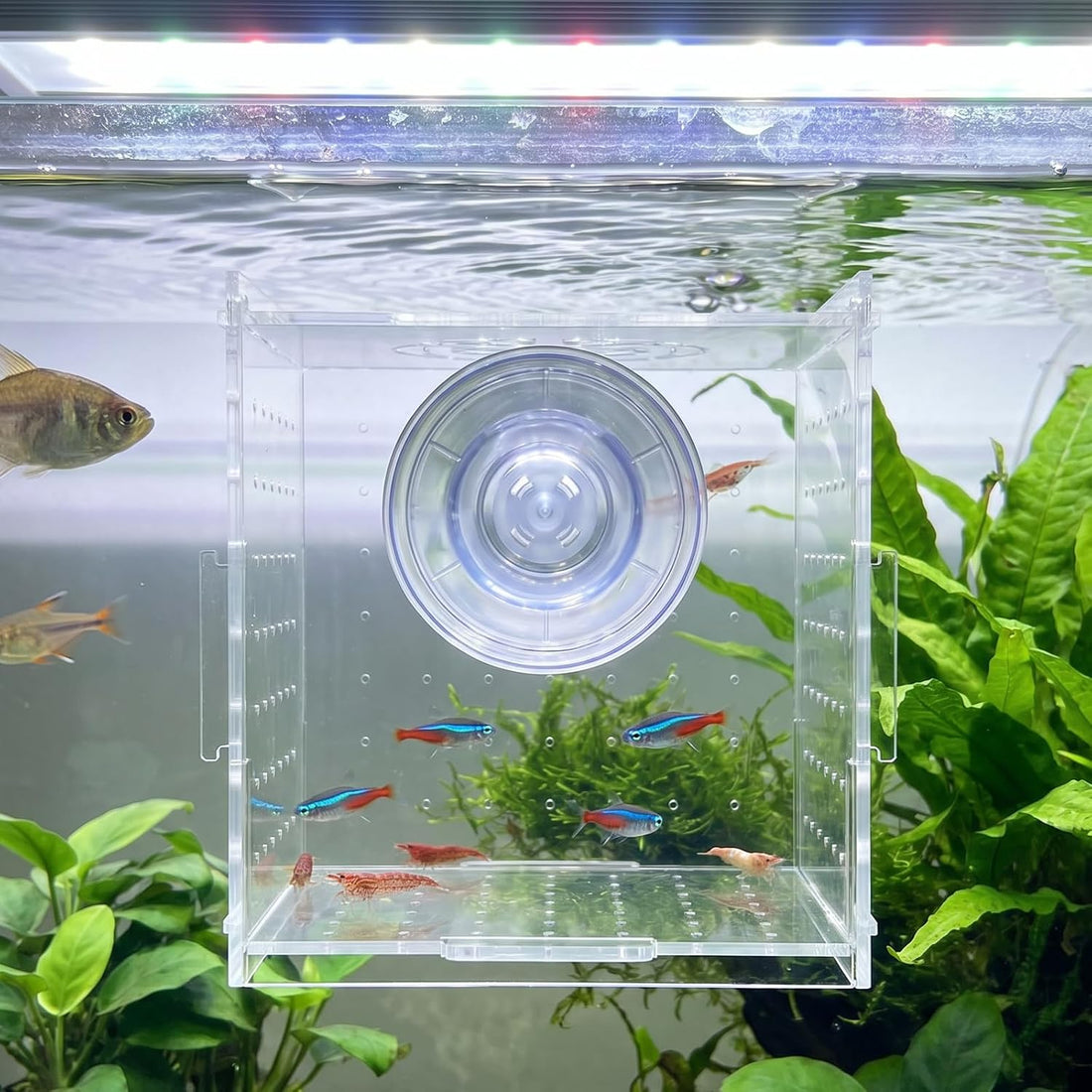 Acrylic Fish breeding Box, Fish Acclimation Isolation Box