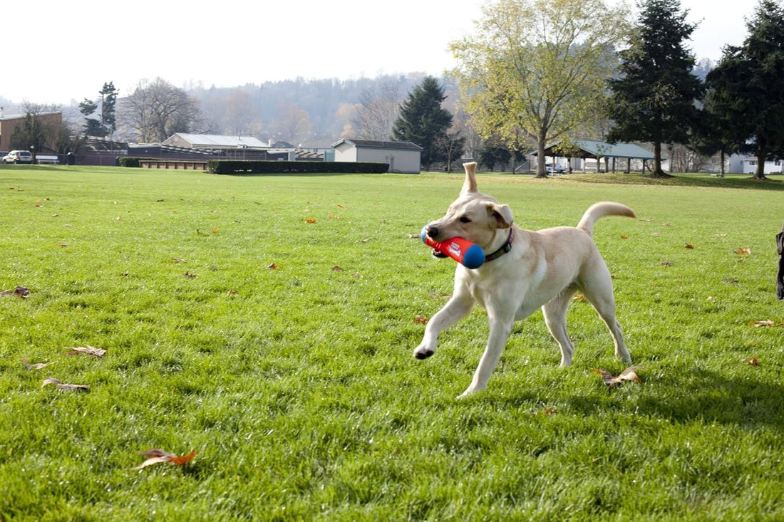 Chuckit! Amphibious Tumble Bumper Dog Toy, Floats on water,Large