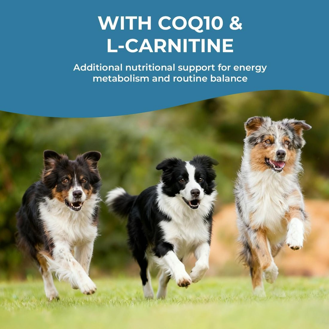 Taurine Supplement for Dogs Liquid Drops, Coenzyme Q10 & L-Carnitine