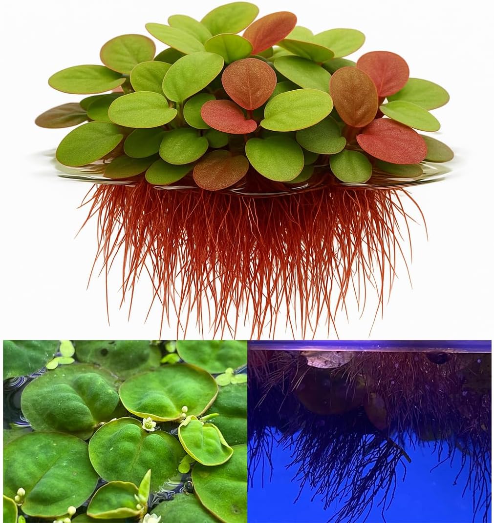 Awesome Aquatic 10+ Live Red Root Floater Plants Phyllanthus fluitans
