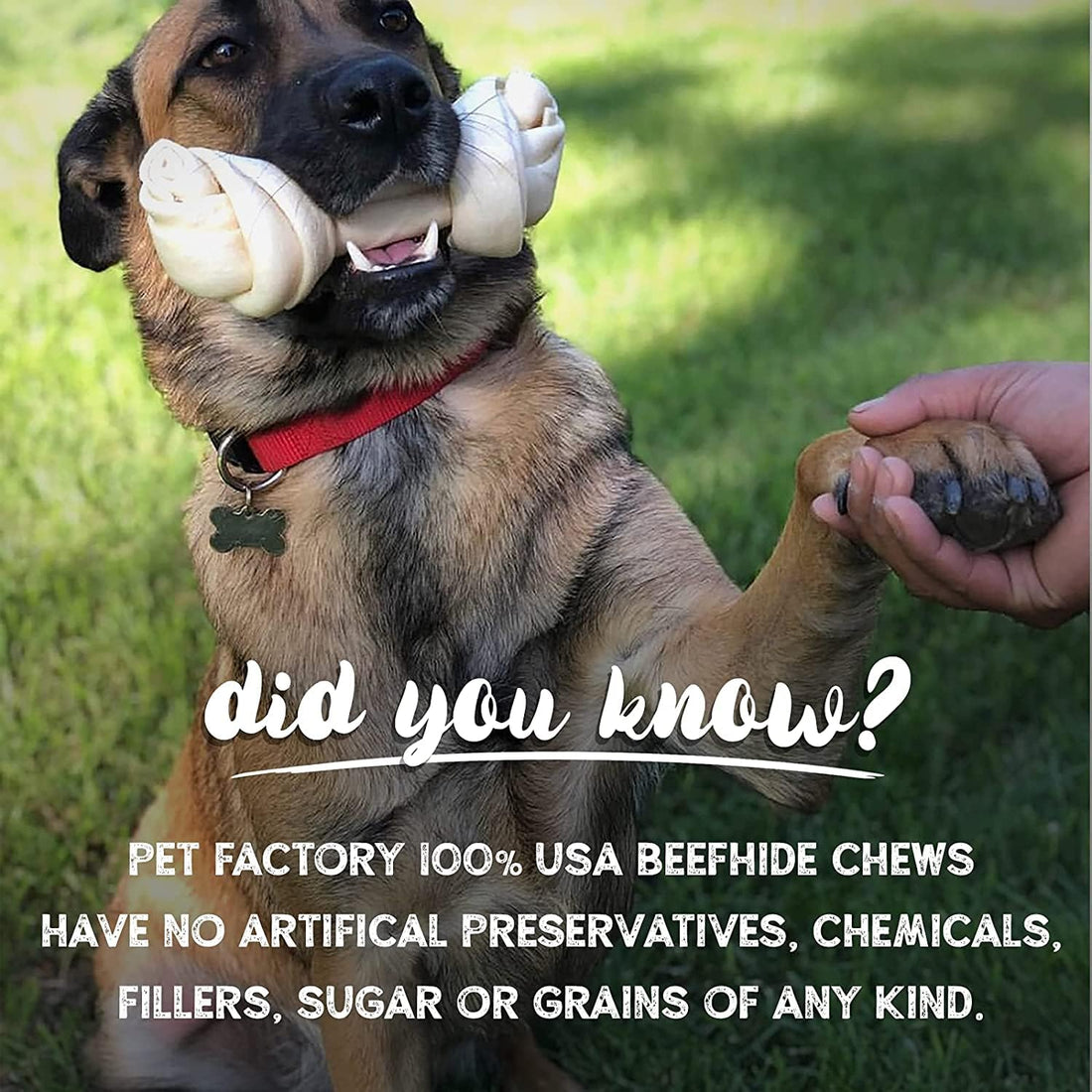 Pet Factory 100% Made in USA Beefhide 6" Knotted Bones Dog Chew Treats