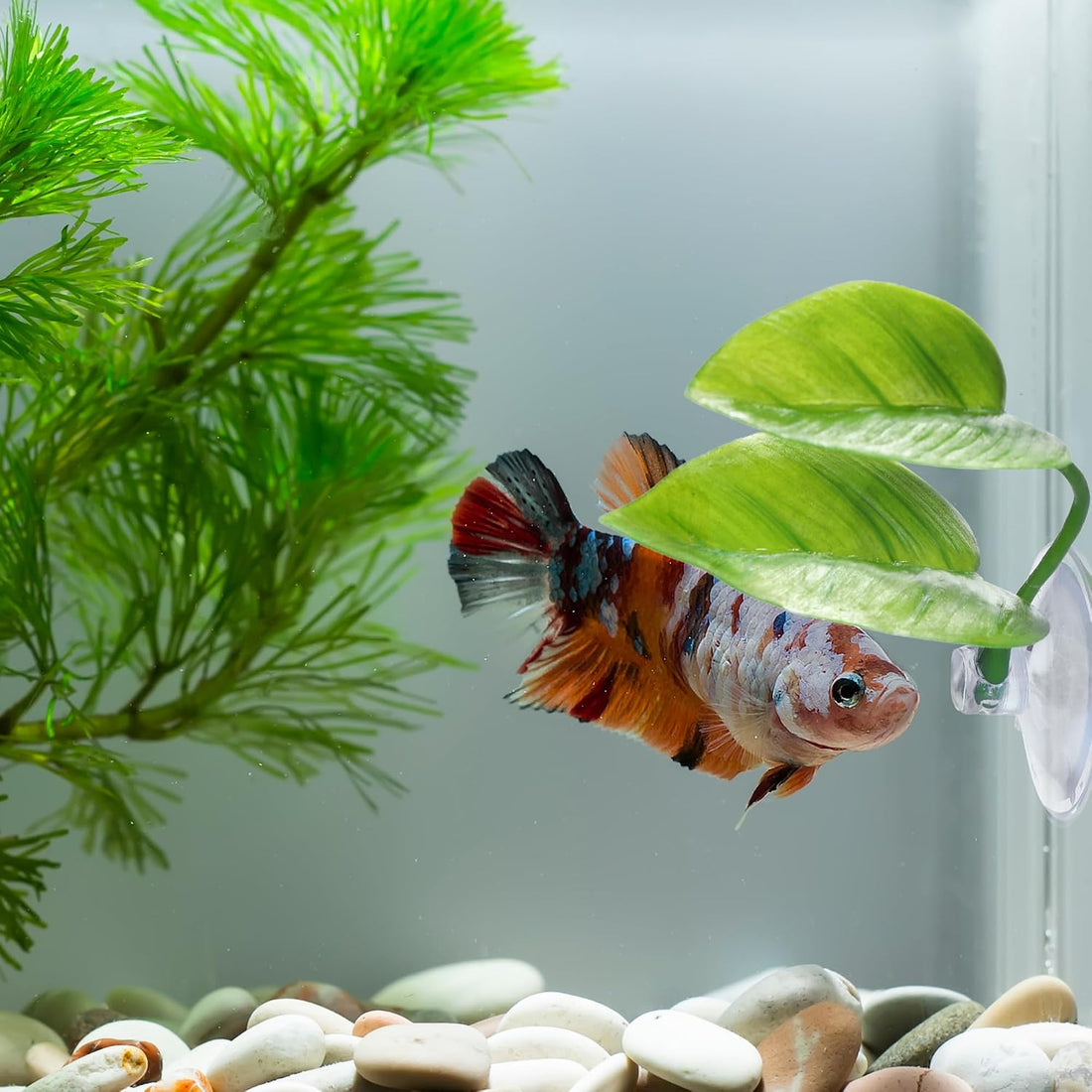 URATOT 4 Pack Betta Fish Leaf Pad Simulating The Natural Habitat