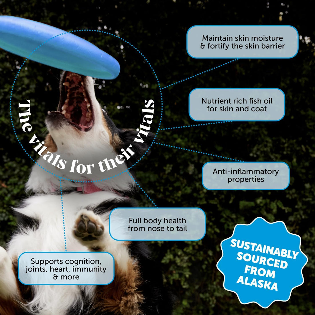 Pet Honesty Wild Alaskan Salmon Oil for Dogs and Cats, 32oz