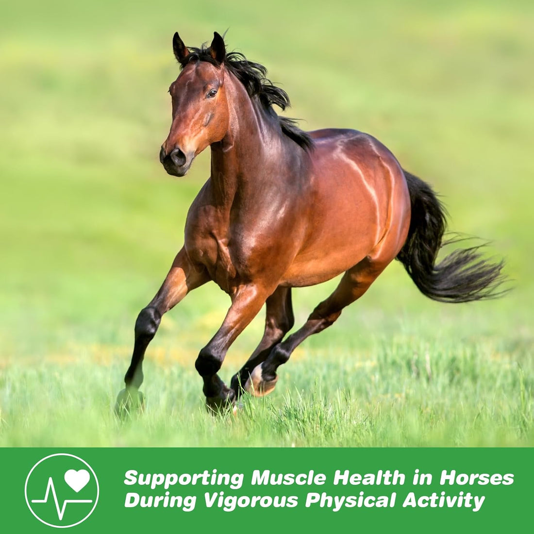 Vitamin E Horse Supplement Powder for Muscle, Nerve & Immune Support