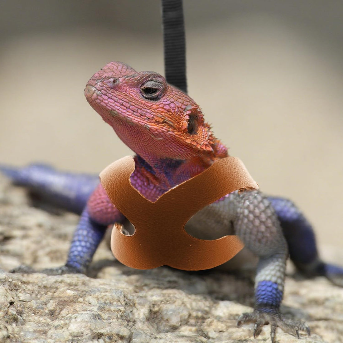 Bearded Dragon Harness and Leash Set