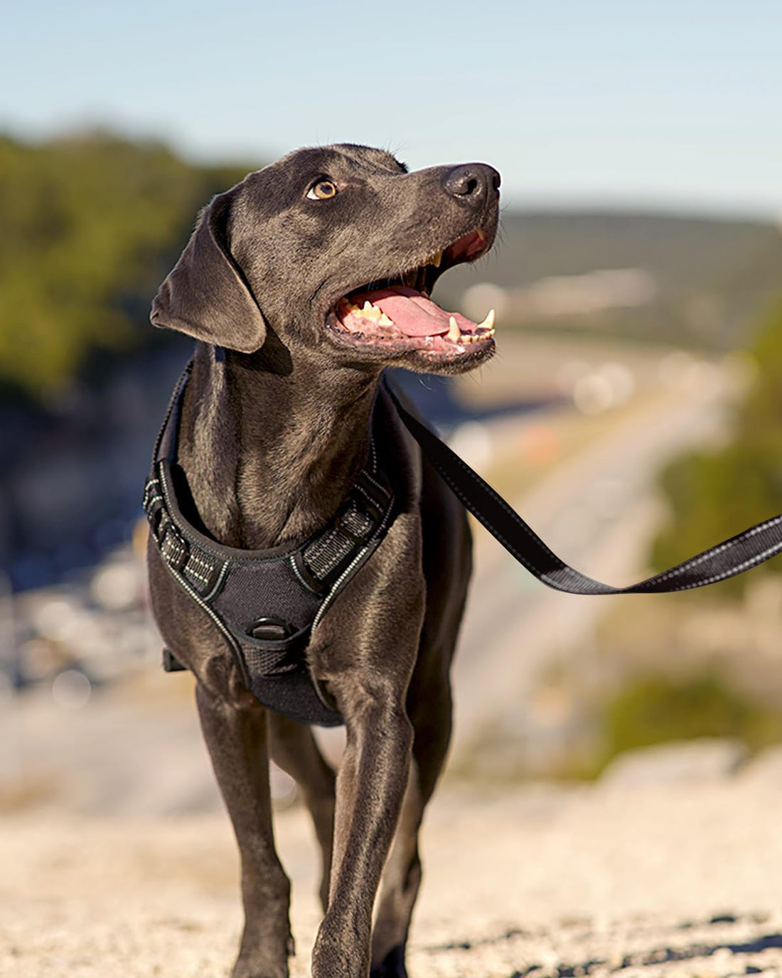 Joytale No Pull Dog Harness Medium Sized Dog