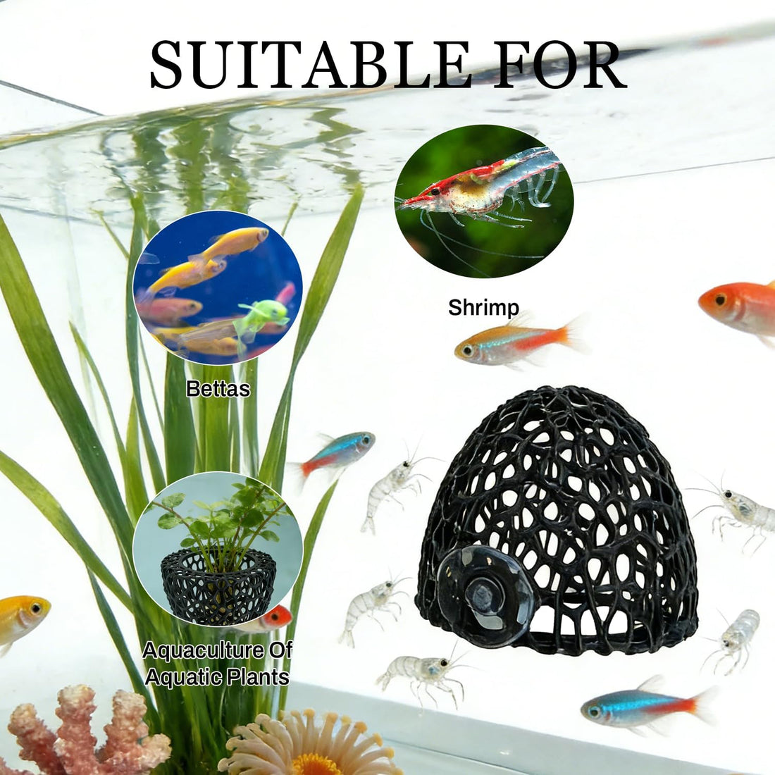 Shrimp Cave with Suction Cup