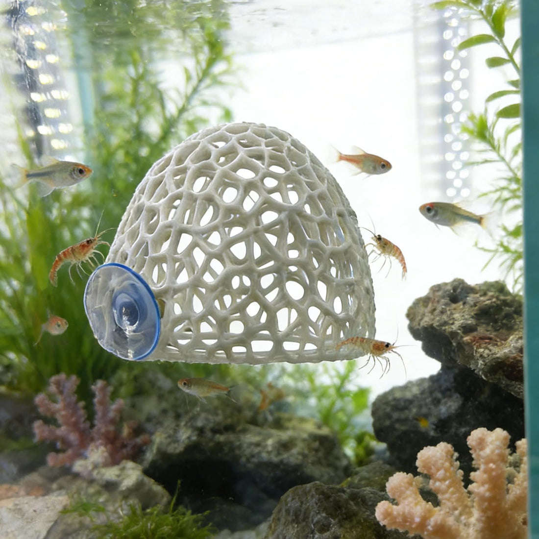 Shrimp Cave with Suction Cup