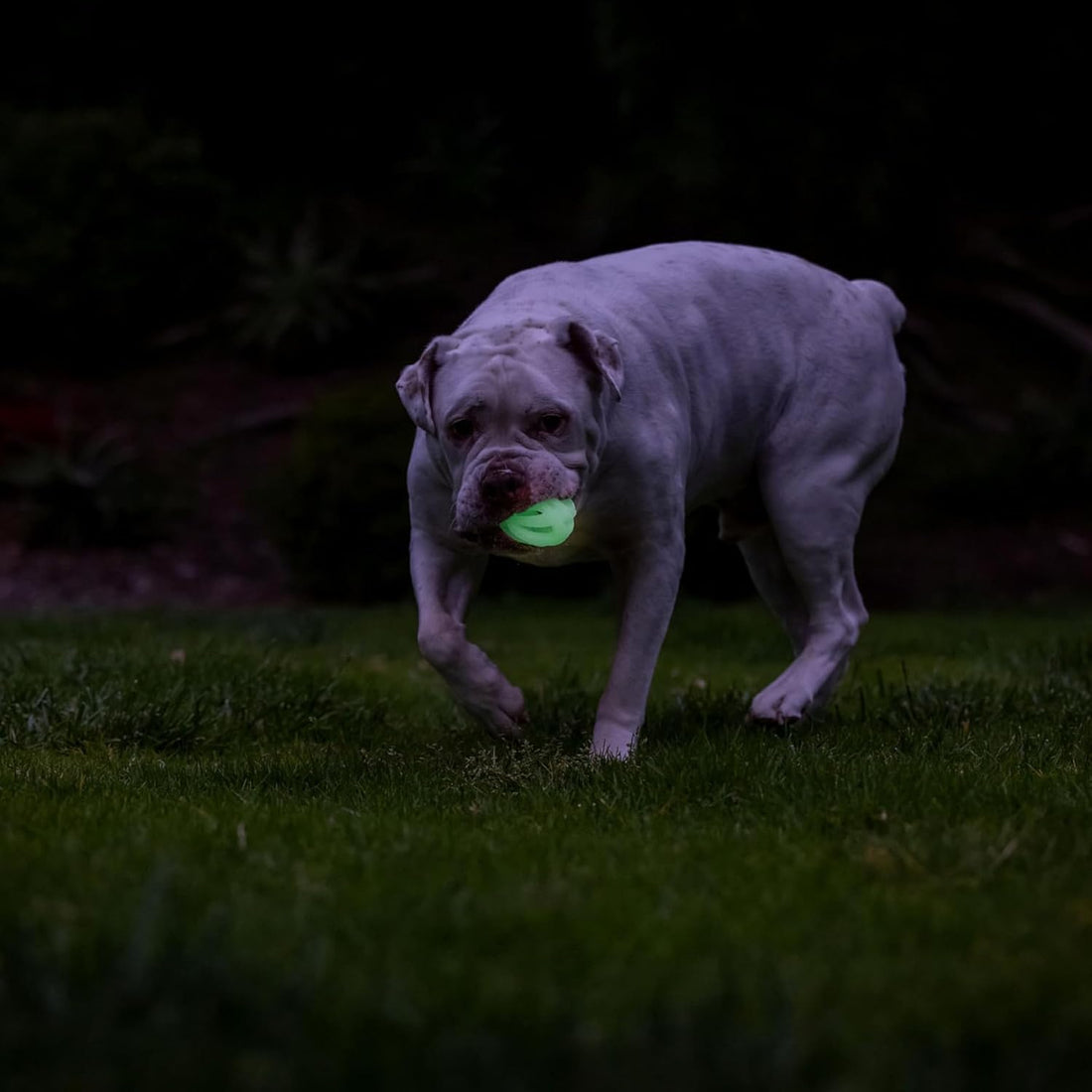 Chuckit! Air Glow Fetch Ball Dog Toy, Medium 2.5in