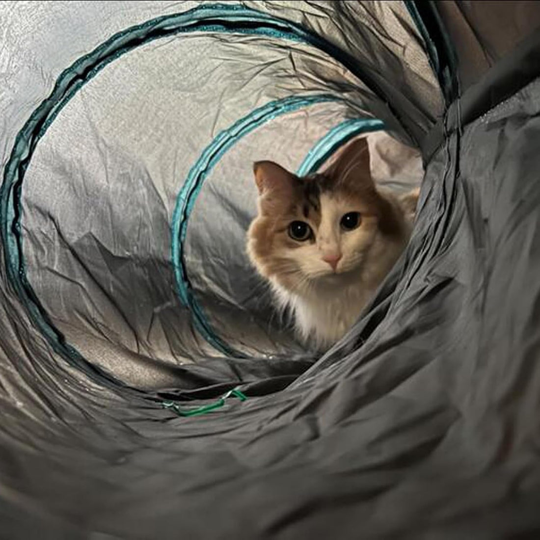Bemodst Cat Tunnel for Indoor Cats