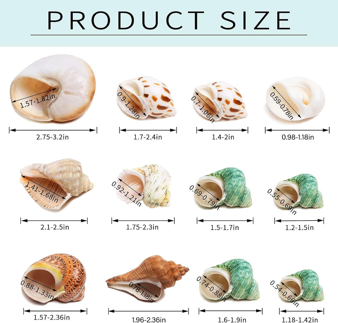 12PCS Hermit Crab Shells Medium and Large Growth Turbo Seashells