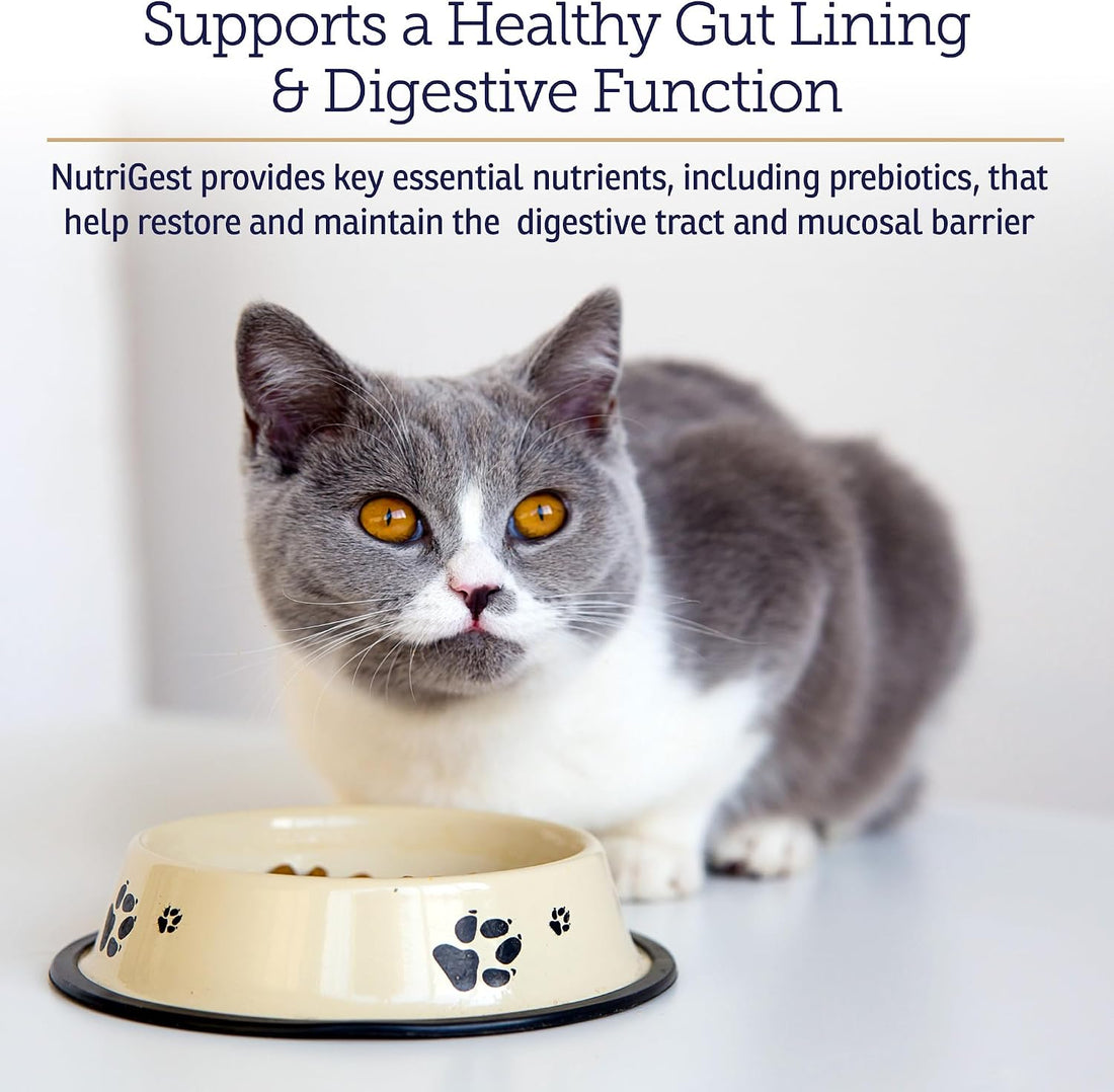 Rx Vitamins NutriGest Capsules for Cats & Dogs