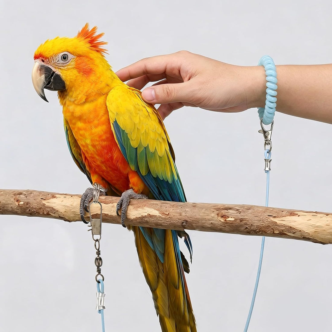 Bird Leash with 4 Different Size Foot Ring