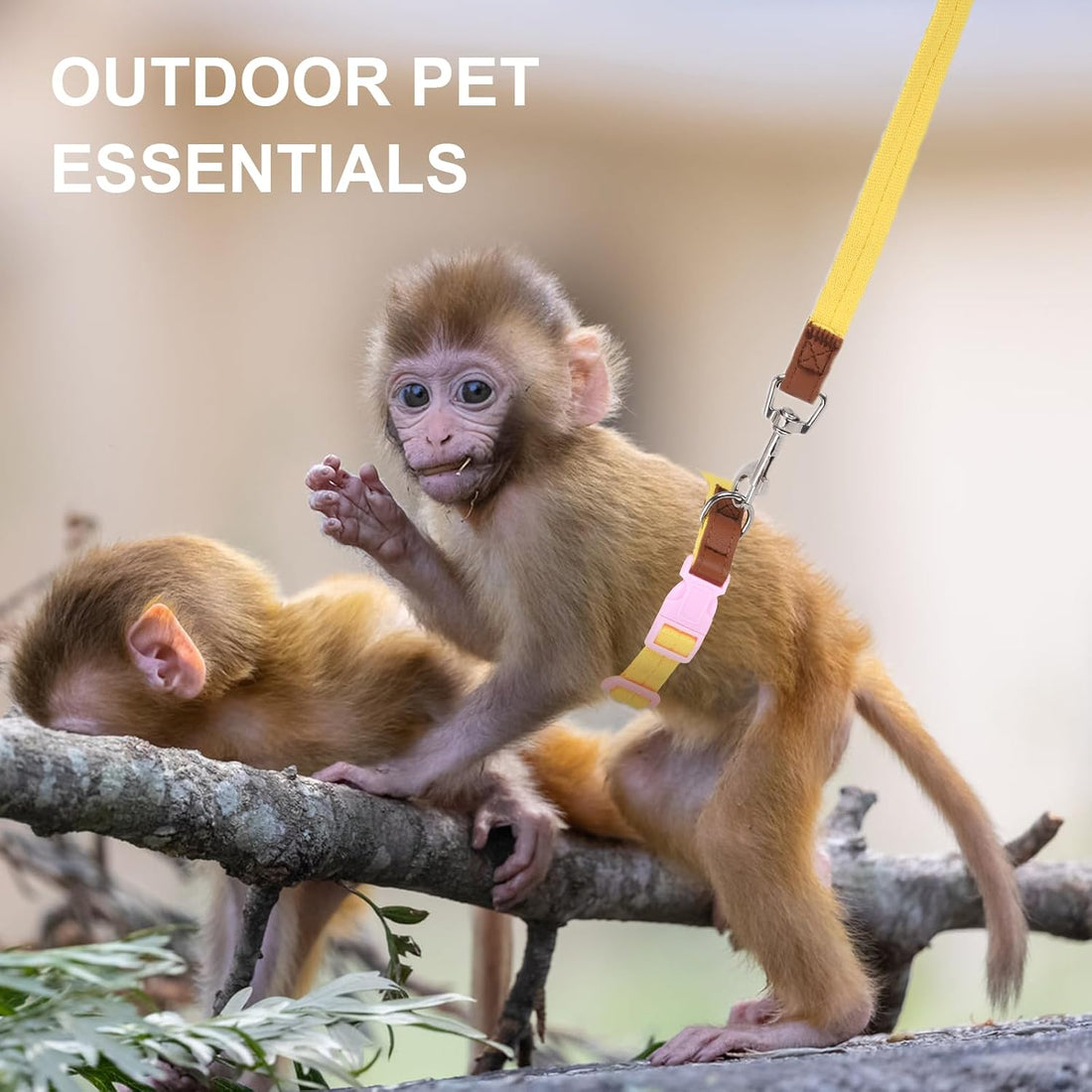 Mini Monkey Leash Adjustable Strap Belly Bands Marmoset Walking