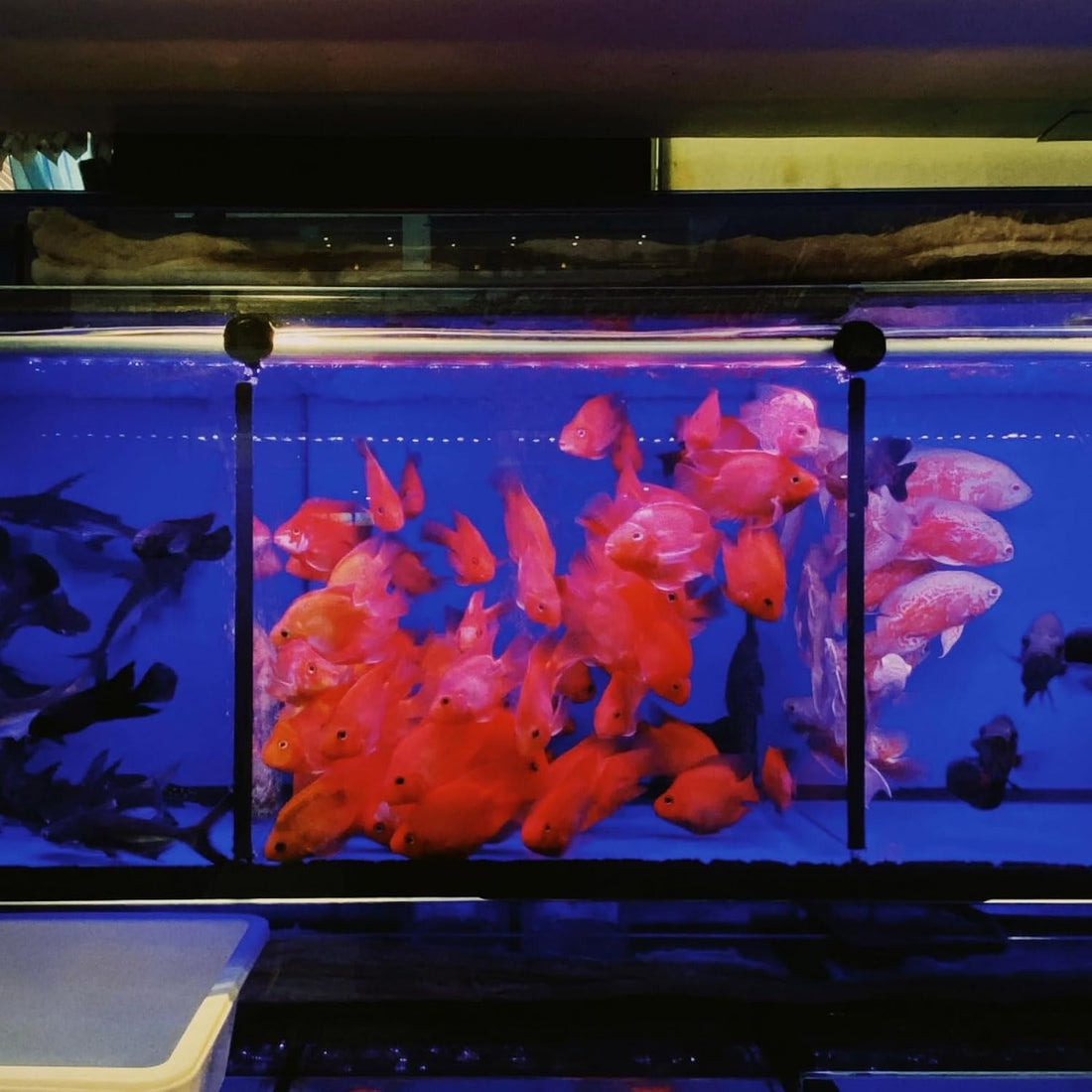 uxcell 4pcs Aquarium Fish Tank Divider 12x6 Crate Light Diffuser