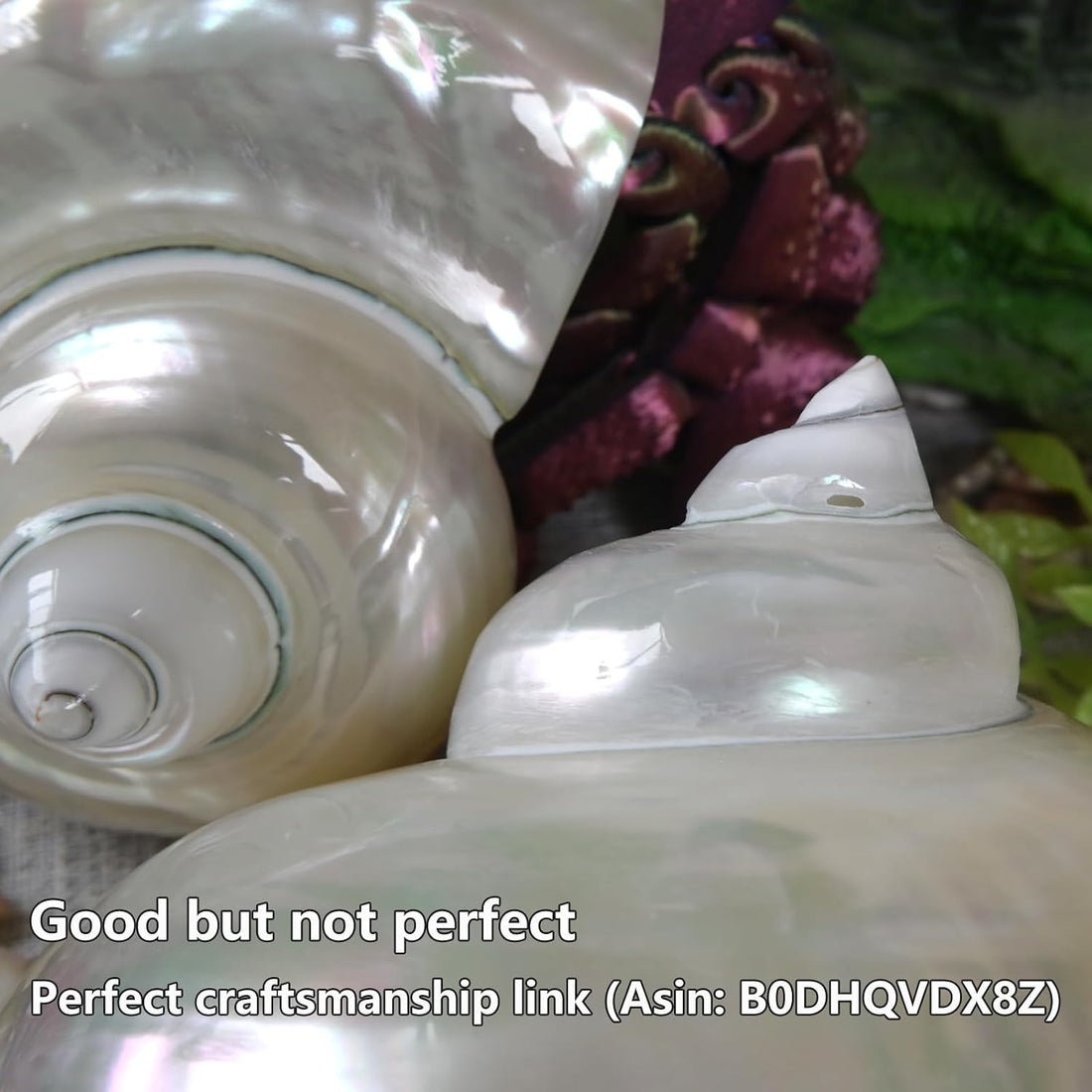 2pcs Large Hermit Crab Shells, Natural Big Turbo Seashells, White XXL
