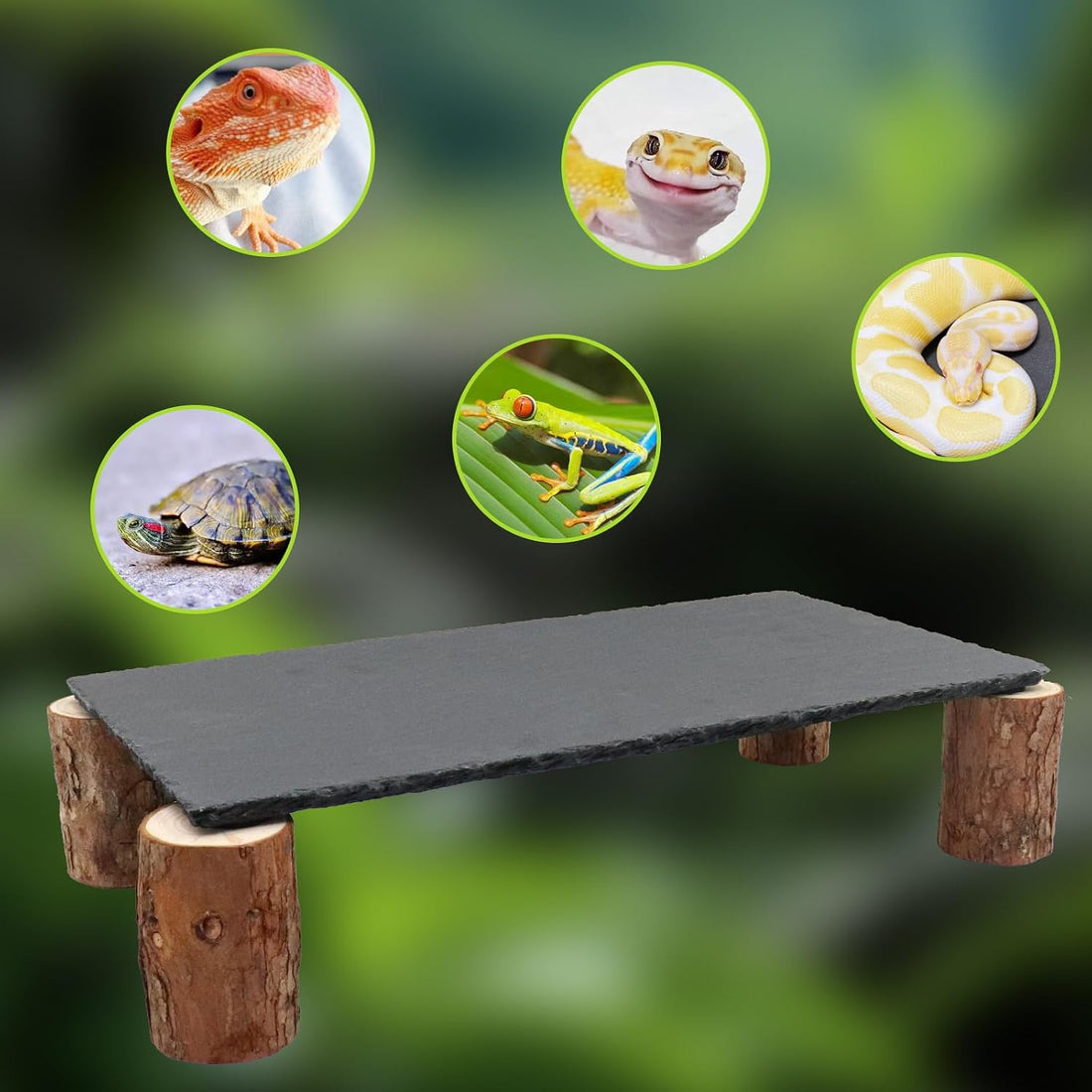 Bearded Dragon Basking Platform