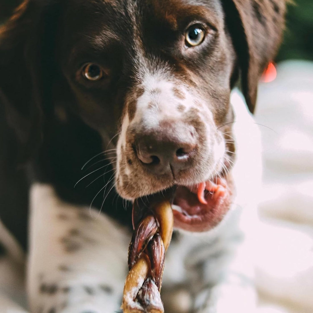 Best Bully Sticks Braided Bully Sticks Dog Chews