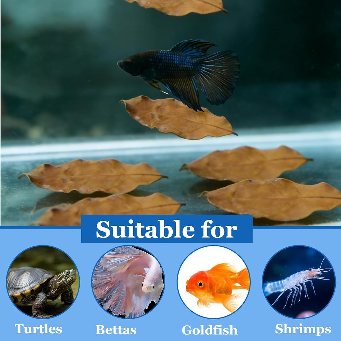 100Pcs Indian Almond Leaves Longan Leaves Aquarium Decor Water