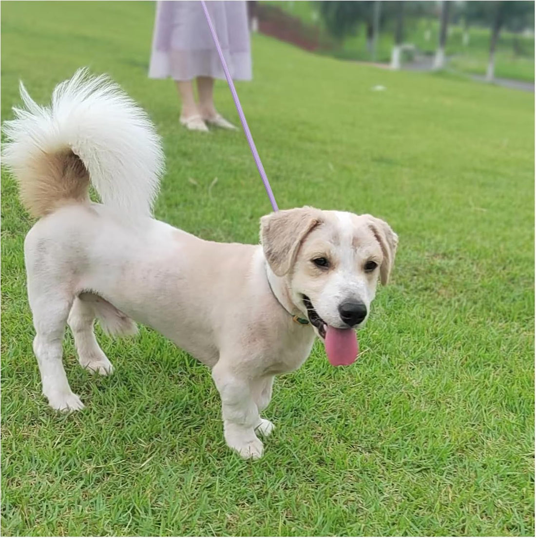 MayPaw Small Rope Dog Leash 6FT 8FT 10FT