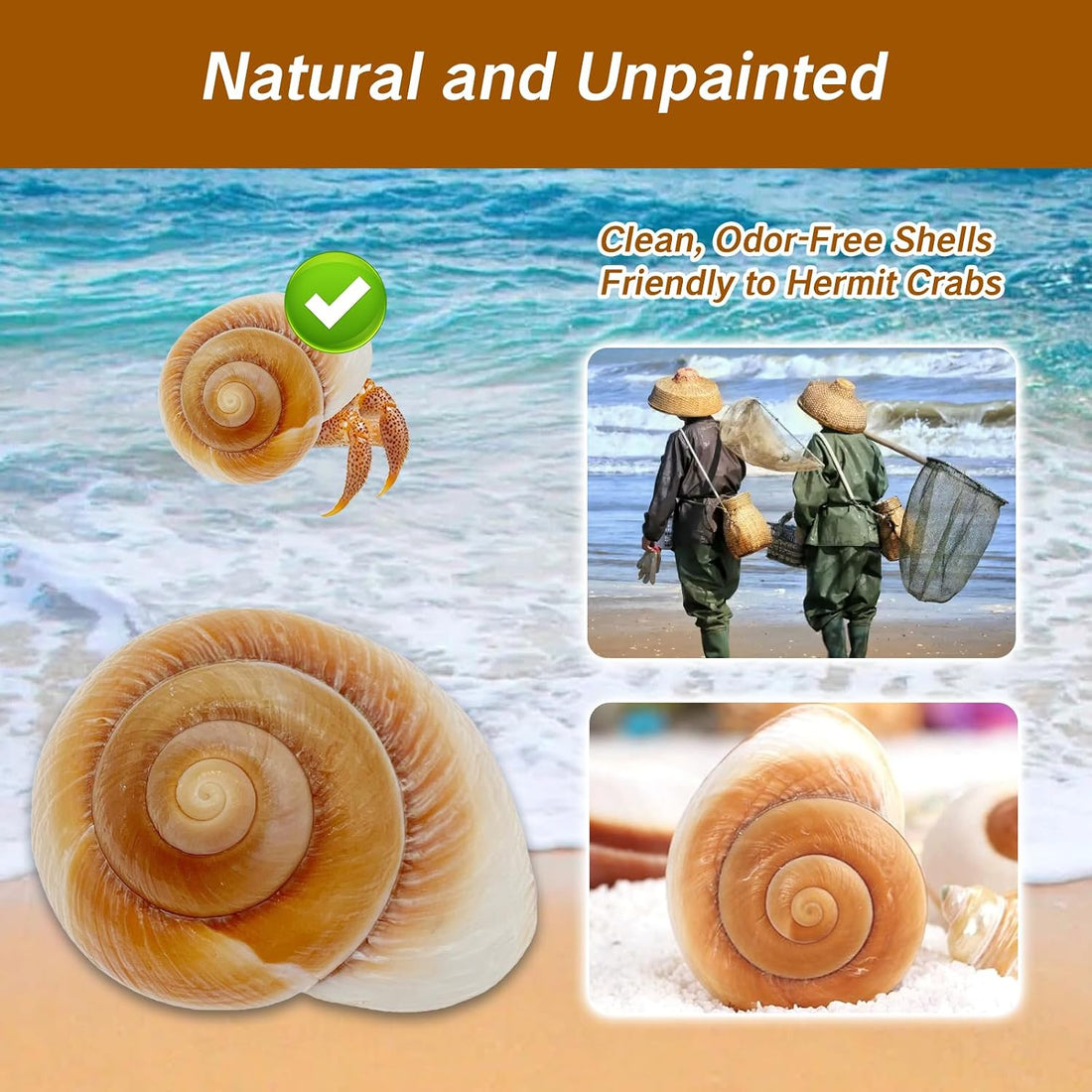 NIIIYTYB Large Hermit Crab Shells Extra Shells 2.7~3.5 Inch Big Empty