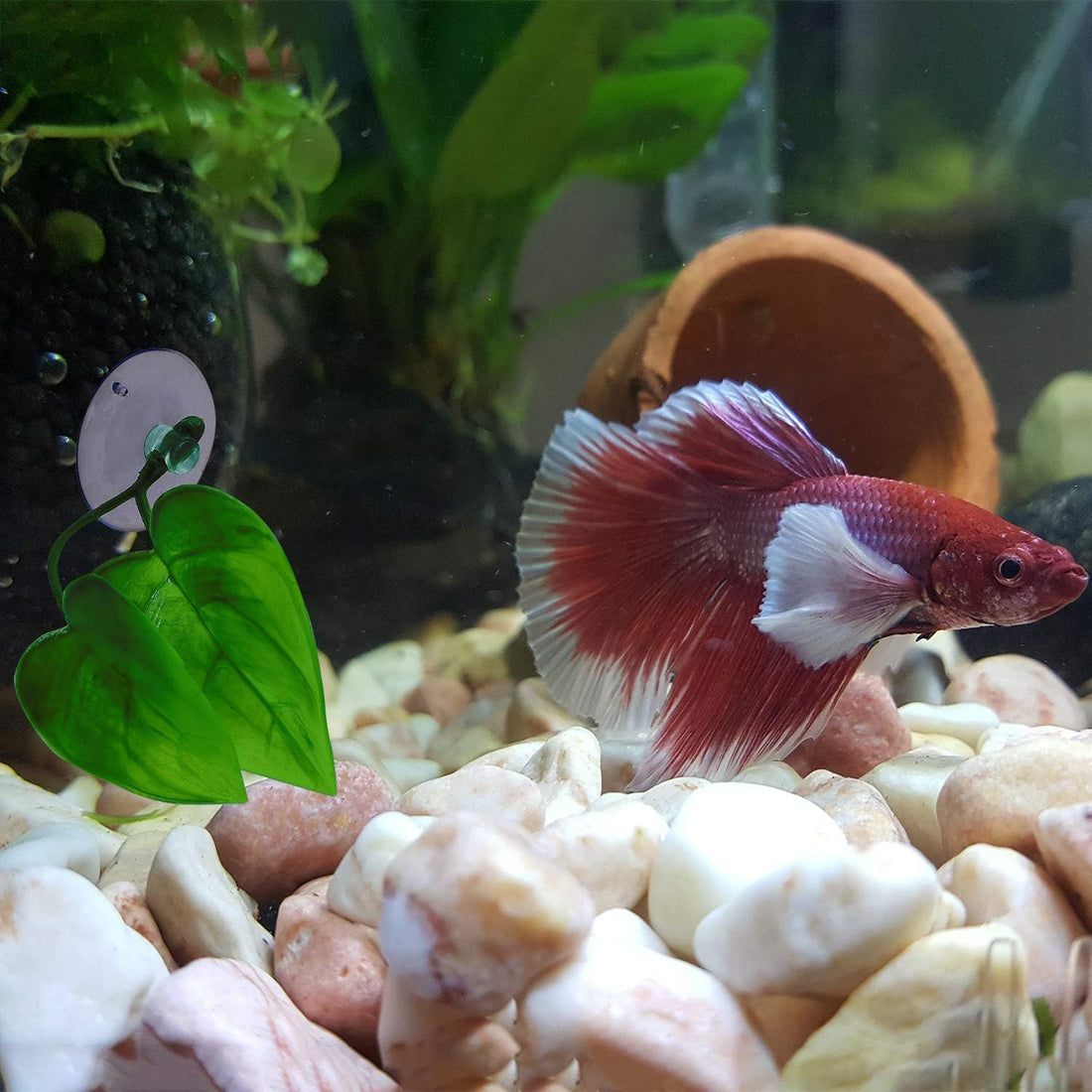 URATOT 4 Pack Betta Fish Leaf Pad Simulating The Natural Habitat