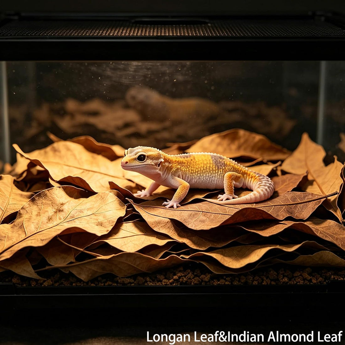 70Pcs Leaf Litter for Reptiles Indian Almond & Longan leaves Substrate