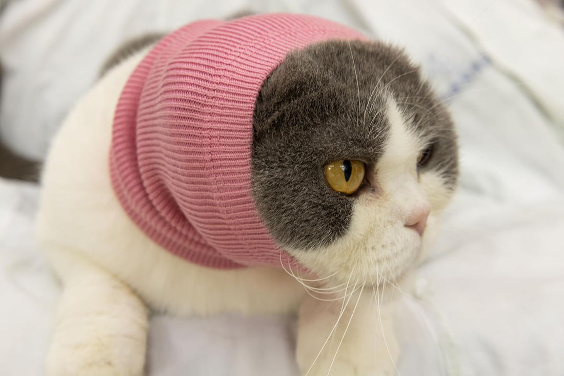 Cat Ear Protector No Scratch Wound Care Pink S