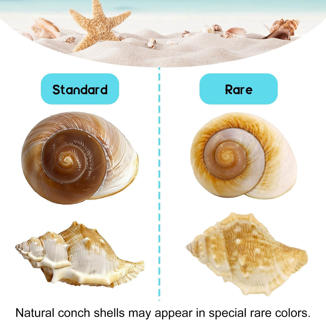 5PCS Large Hermit Crab Shells - Turbo 2.8-3.9" Opening 1.5-2.5"