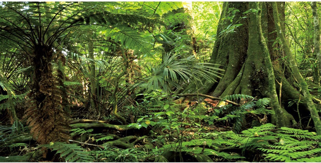 36x18 in Terrarium Backdrop Green Forest Tree Reptile Habitat