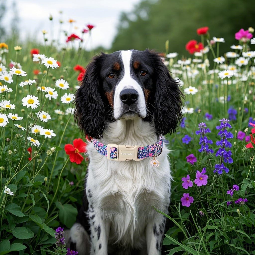 Lionet Paws Floral Dog Collar- Cute Spring Wildflowers Daisy Fleabane