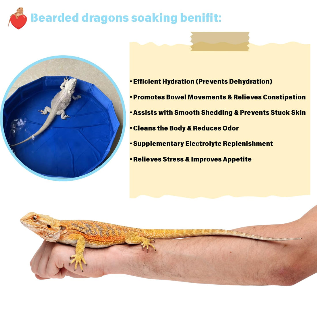 Foldable Bearded Dragon Bathtub with 2Pcs Reptile Mini Swimming Rings