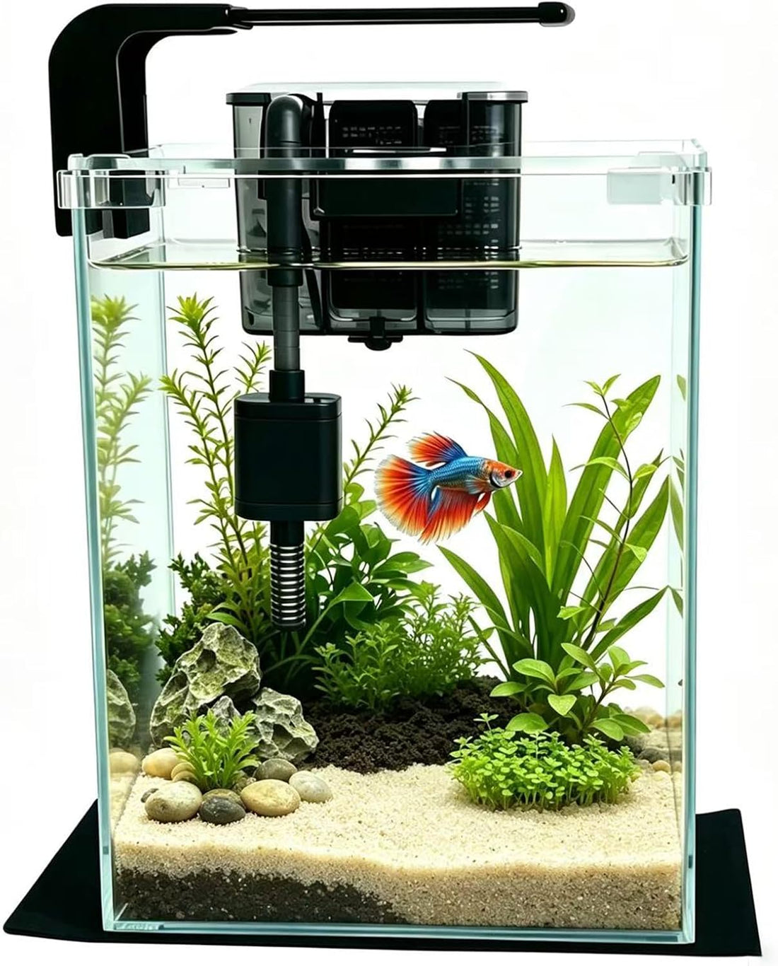 2 Gallon Betta Fish Tank with Filter and Light