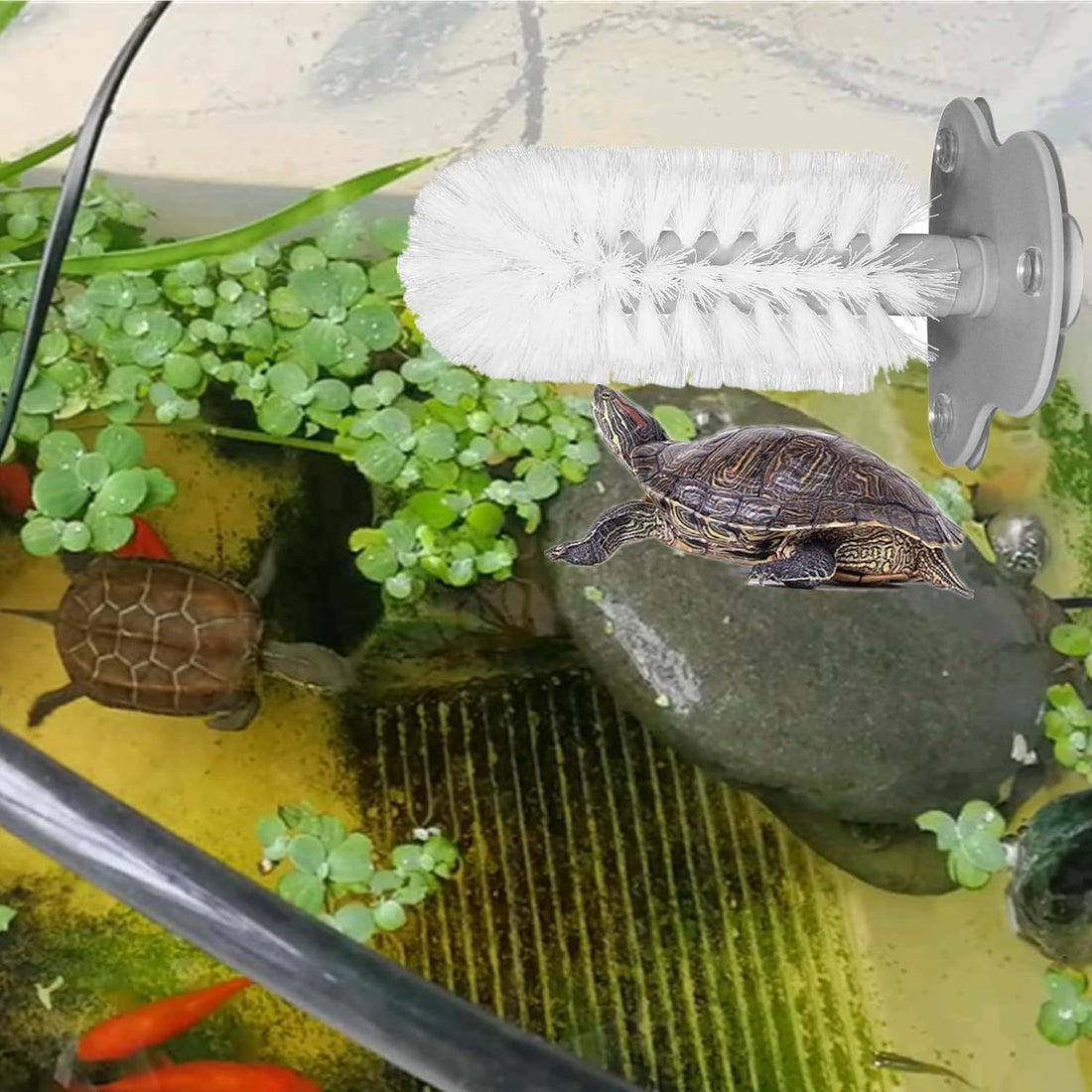 2 Pack Turtle Brush with Suction Cup