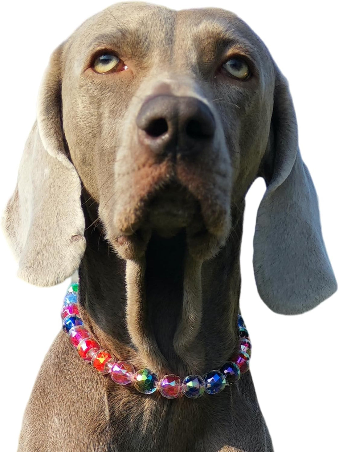 Adjustable Dog Necklace with Elegant Sparkling Colorful Crystal Pearl