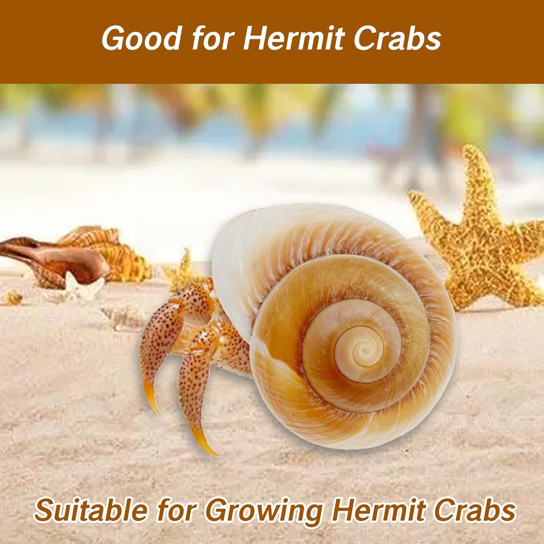 NIIIYTYB Large Hermit Crab Shells Extra Shells 2.7~3.5 Inch Big Empty