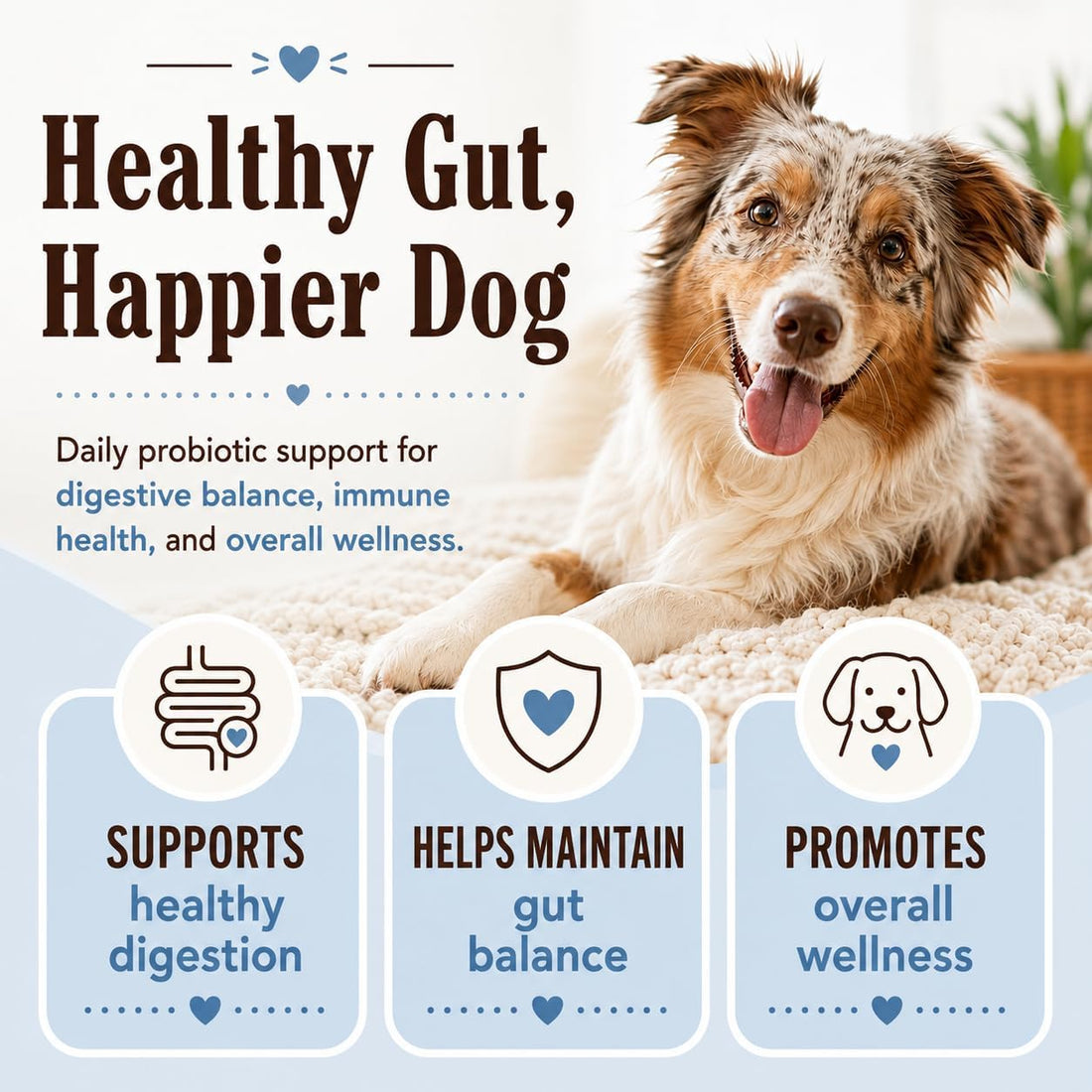 Natural Dog Company Probiotics for Dogs