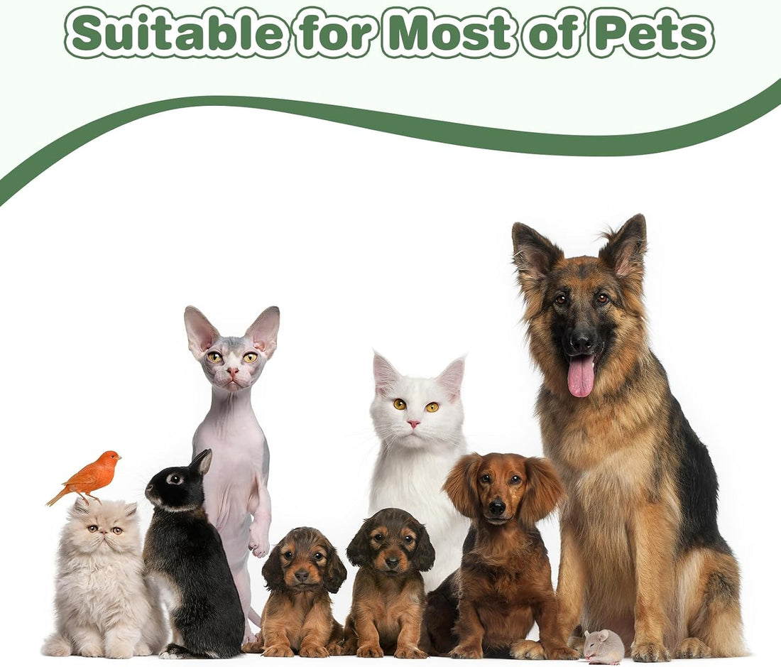 Pet Casket, Dog Casket, Casket for Dogs Burial, Pet Burial Box