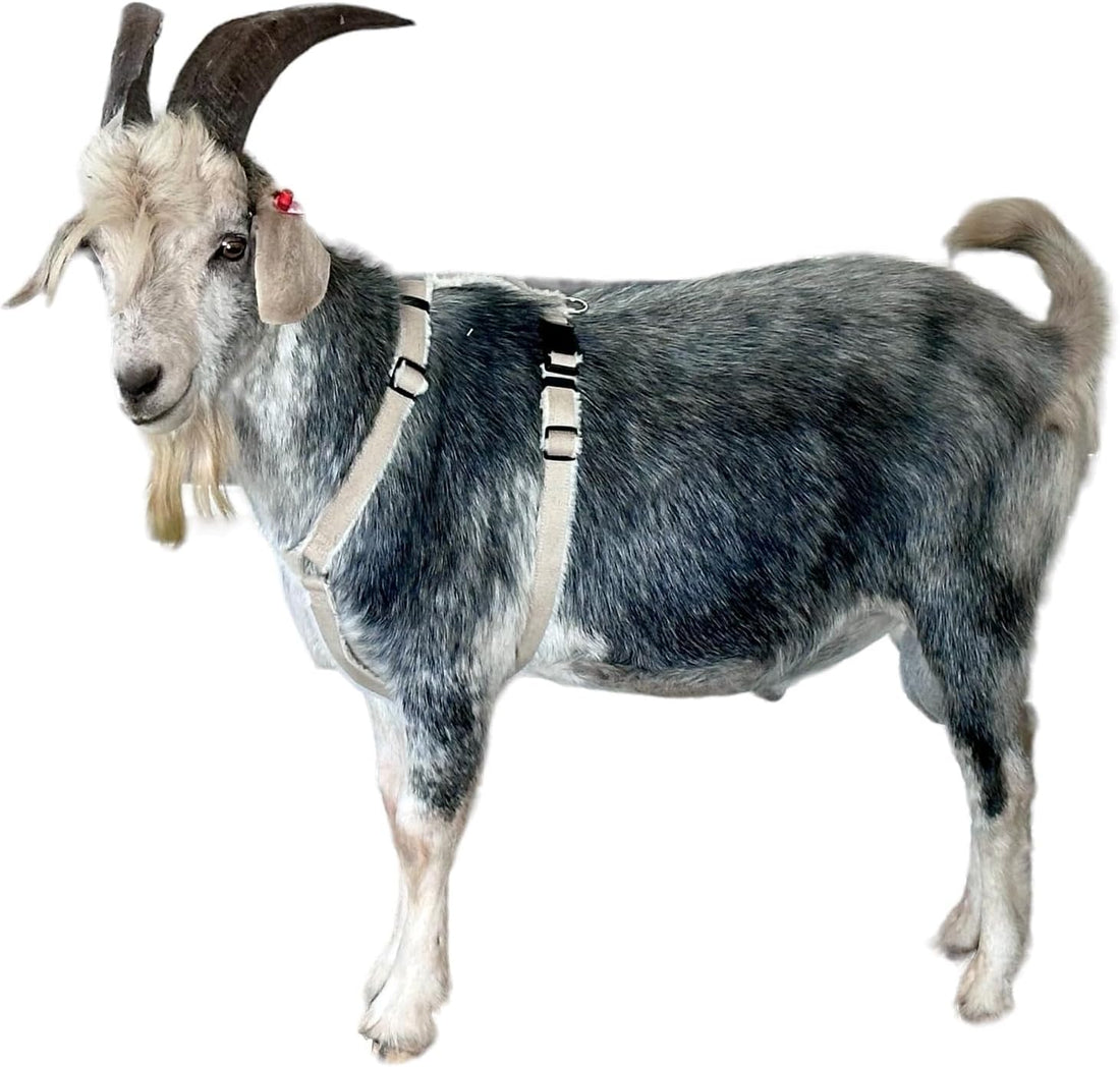 Asatre Goat Harness - Adjustable Livestock Harness – X-Large