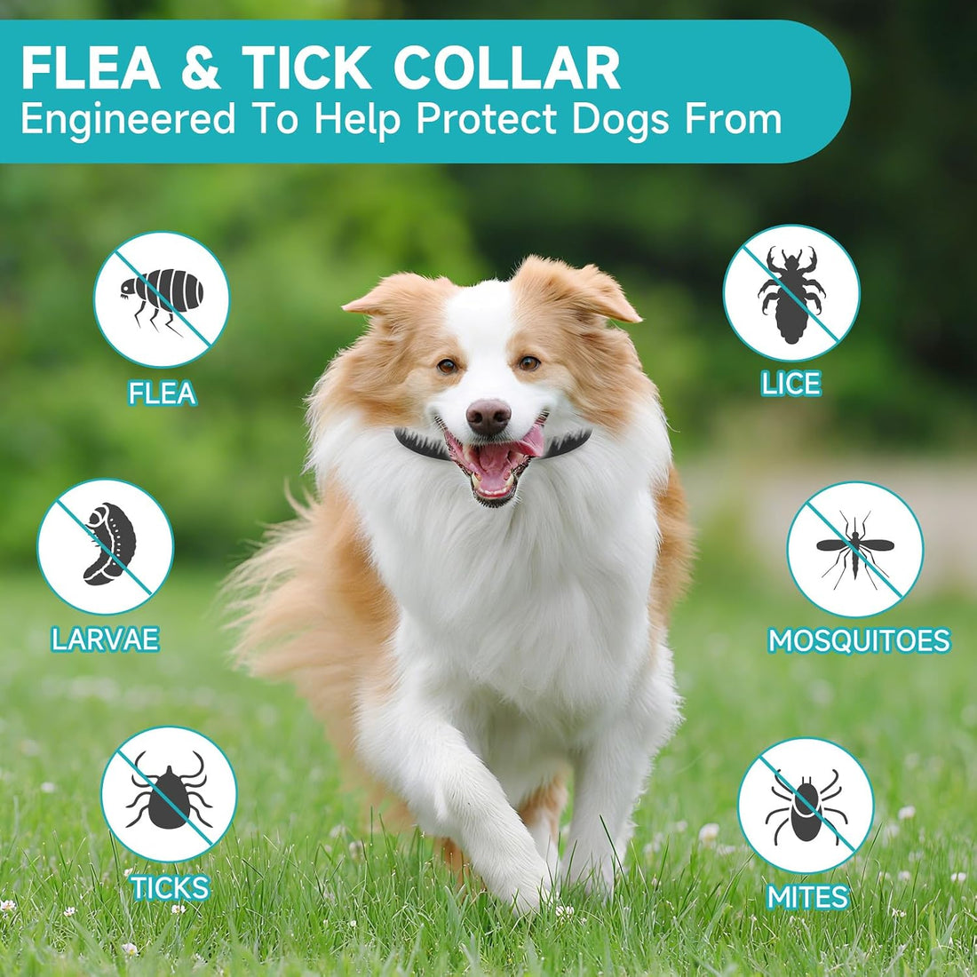 Flea and Tick Prevention for Dogs, 4-Pack Flea Collars