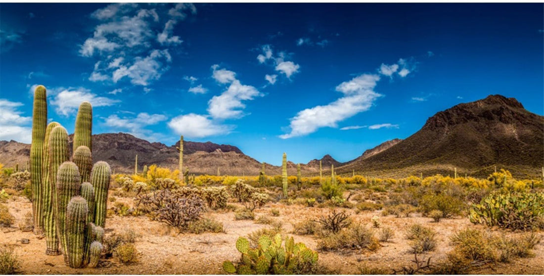 24x12 in Reptile Habitat Background Blue Sky Cactus Desert Tank