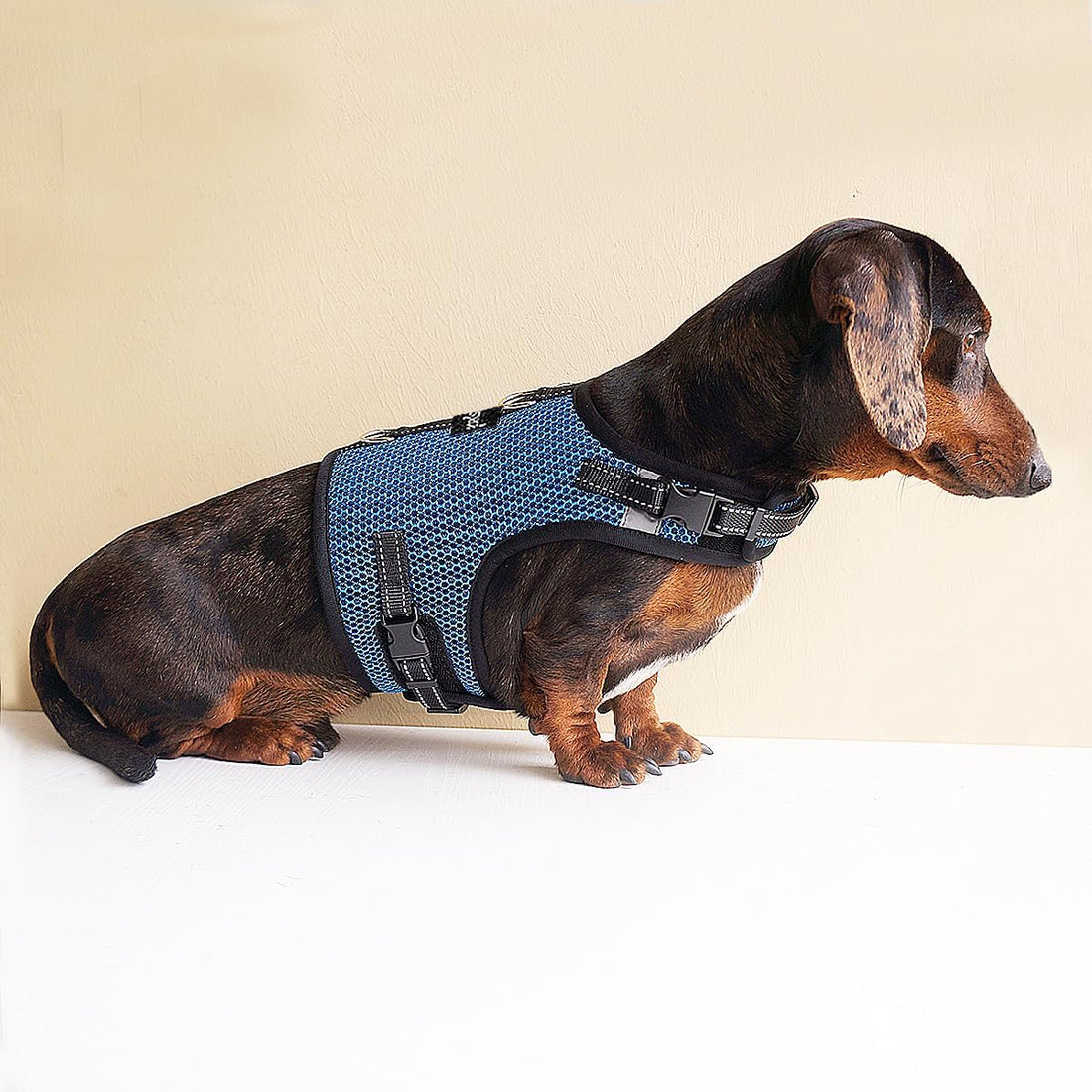 Mini Dachshund Harness Vest, No Pull & No Armpit Rub Dachshund Harness