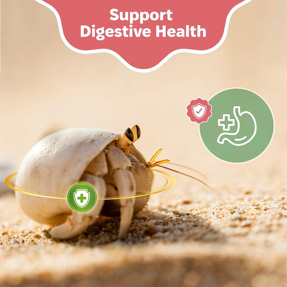 Oyster Shell Supplement for Hermit Crabs