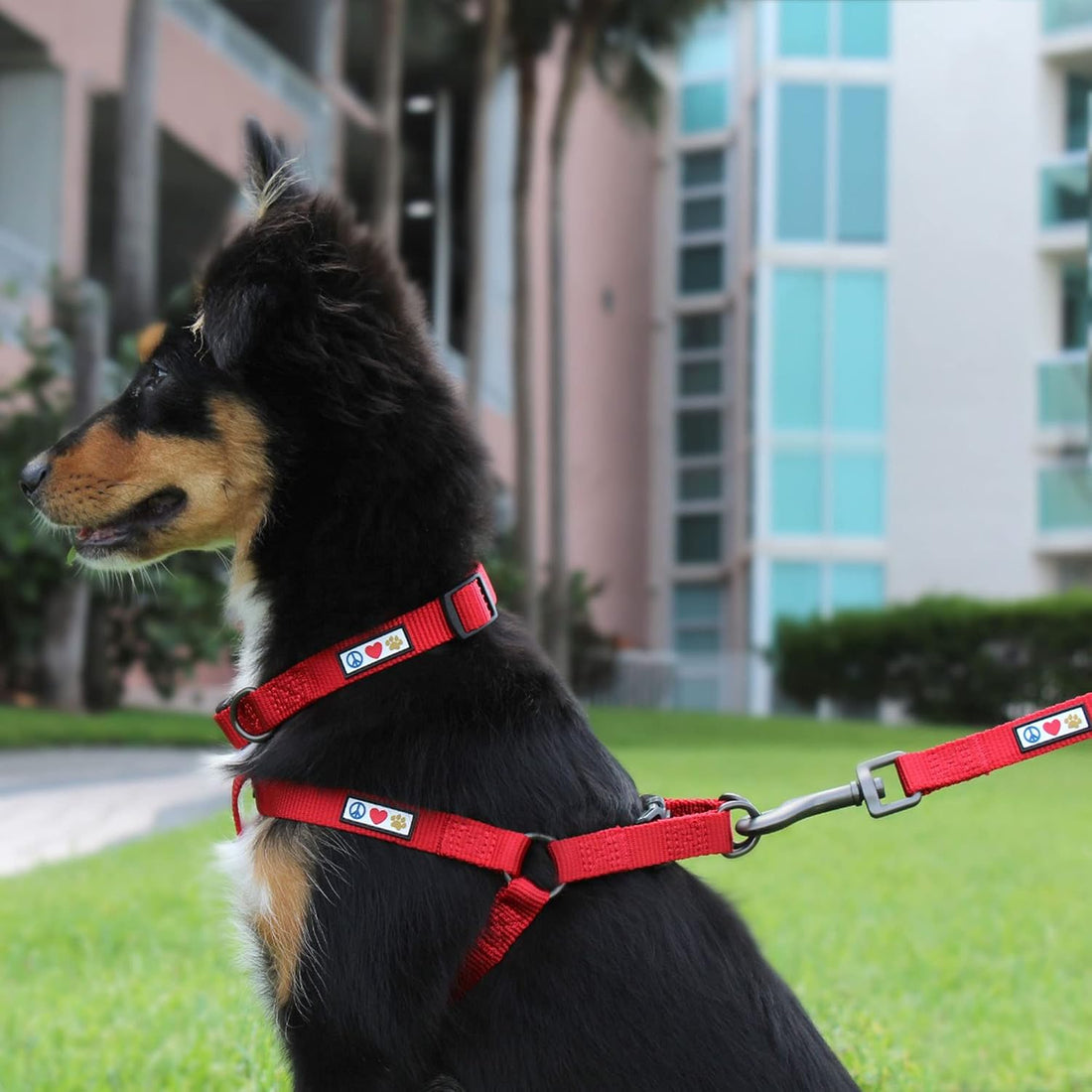 Pawtitas Step-in Dog Harness, Adjustable No-Pull Vest