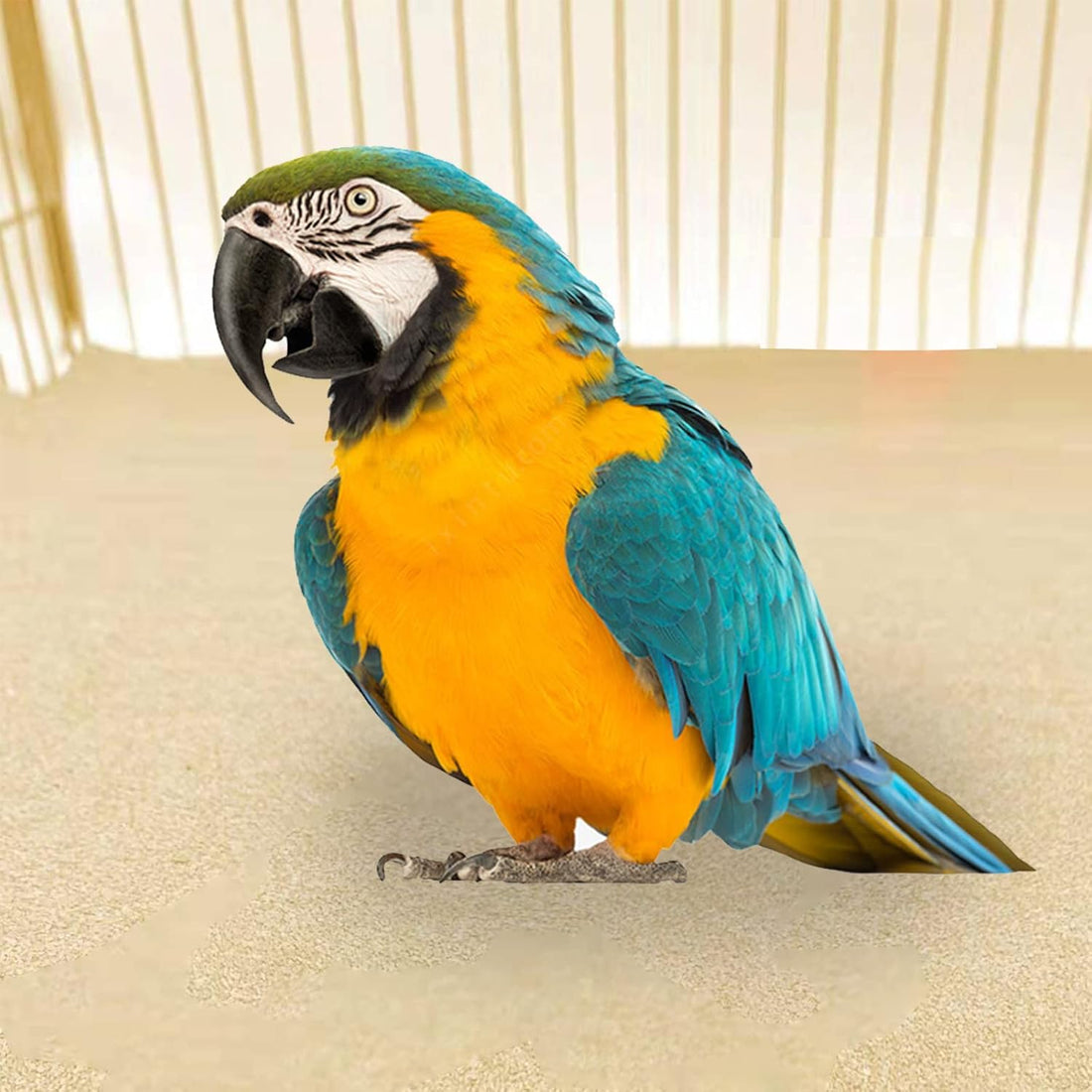 20 Pack Gravel Paper for Bird Cage